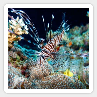 Lionfish on the Great Barrier Reef Sticker